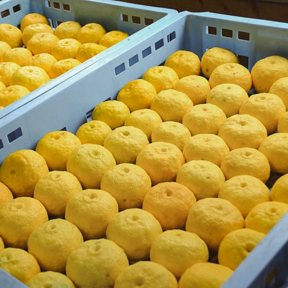 Cold Process Soap - Yuzu