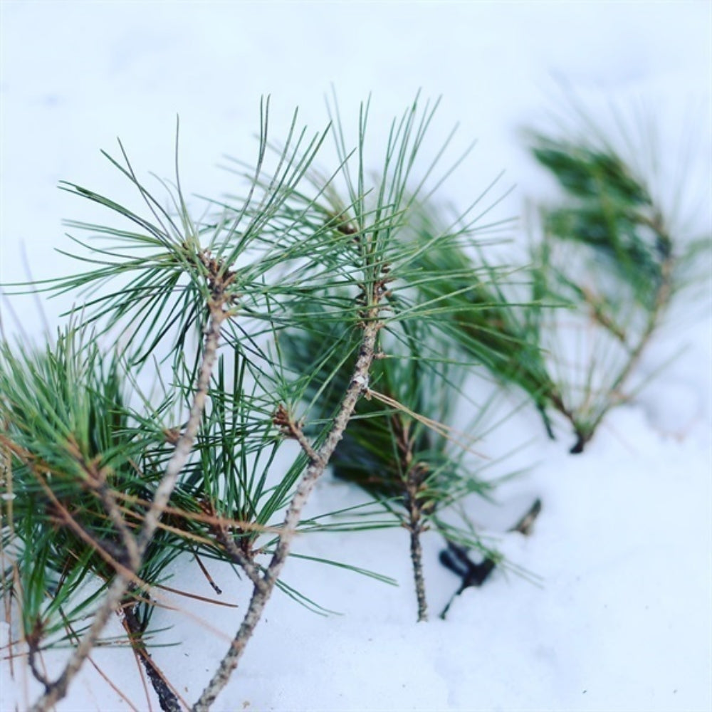 Akamatsu Red Pine Tea